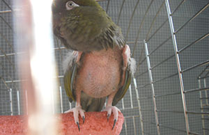 Ave Fénix Protectora